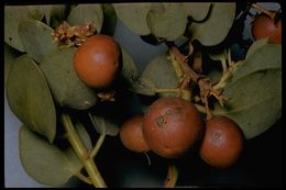 Imagem de Arctostaphylos glauca Lindl.