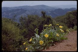 Image of Mt. Diablo helianthella