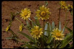 Image of Mt. Diablo helianthella