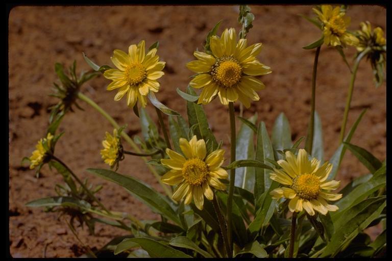 Image of Mt. Diablo helianthella