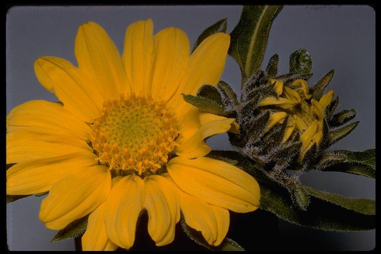 Image of Mt. Diablo helianthella