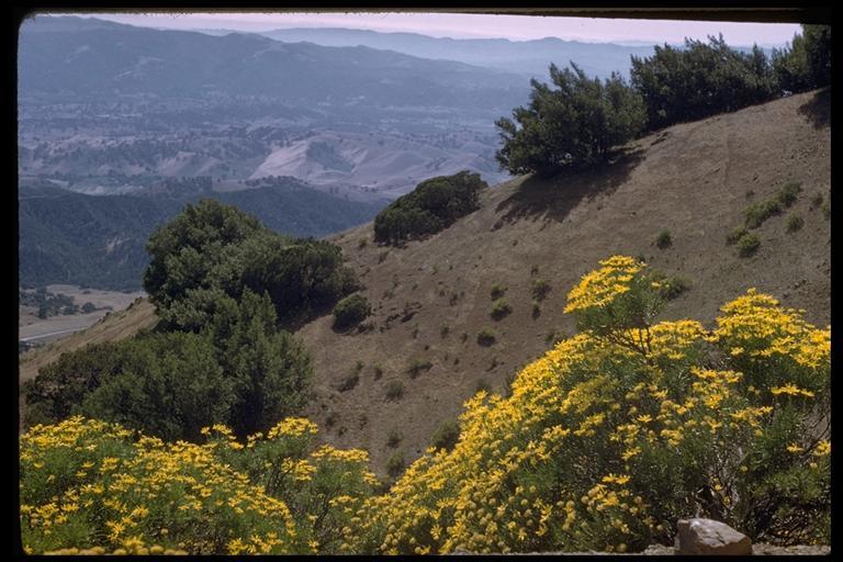 Image of narrowleaf goldenbush