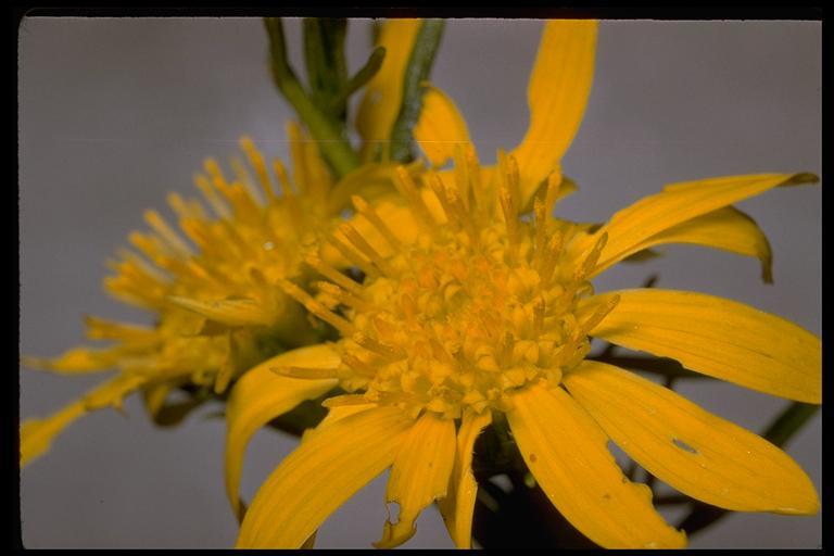 Image of narrowleaf goldenbush