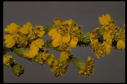 Image of Heermann's tarweed