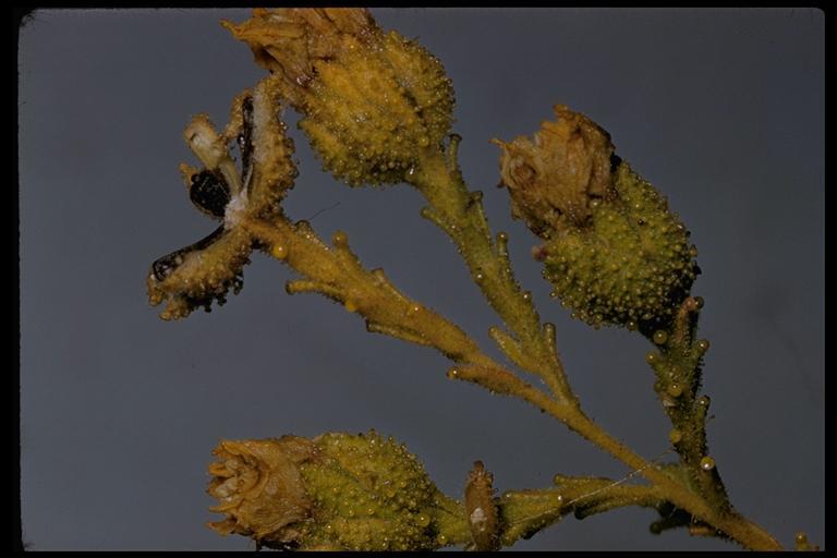 Image of Heermann's tarweed