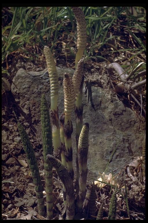 Image of giant horsetail