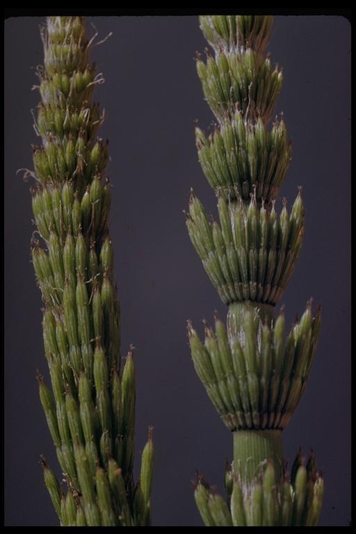 Image of giant horsetail