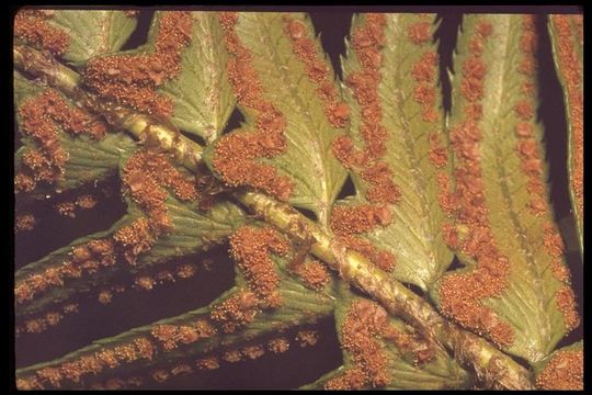 Слика од Polystichum munitum (Kaulf.) C. Presl