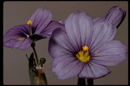 Image of western blue-eyed grass