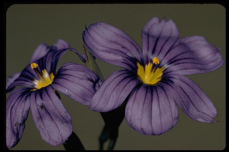 Image of western blue-eyed grass