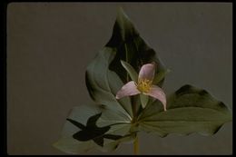 Image of Pacific trillium