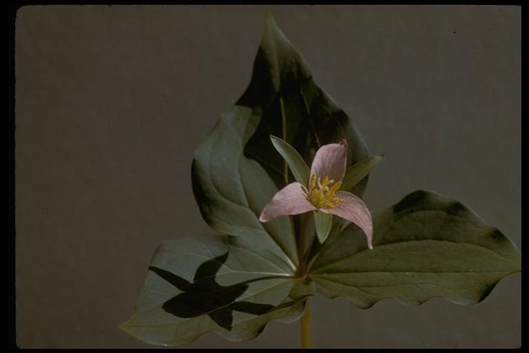 Imagem de Trillium ovatum Pursh