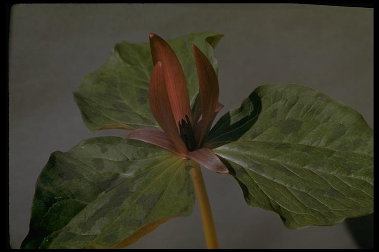 Imagem de Trillium chloropetalum (Torr.) Howell