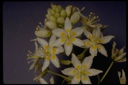 Image of common star lily