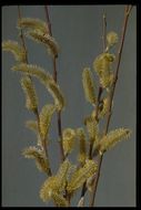 Salix lasiolepis Benth. resmi