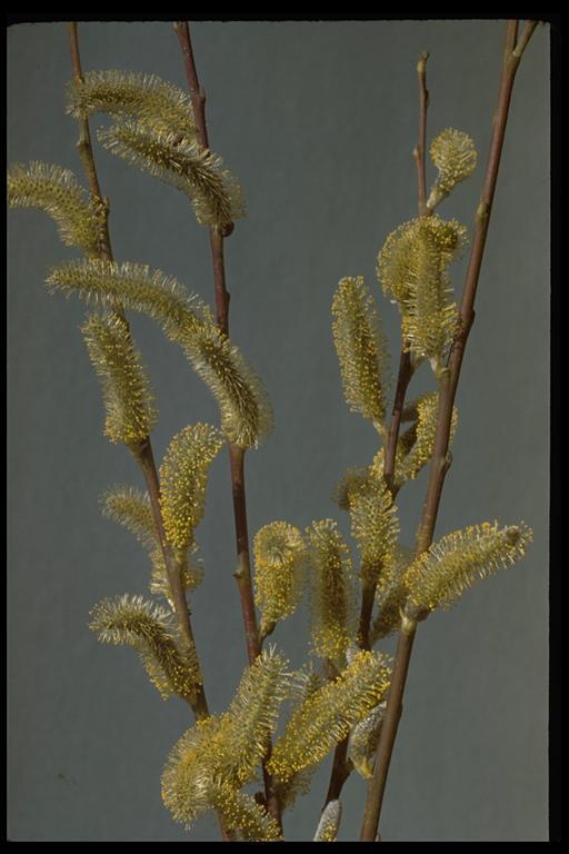 Salix lasiolepis Benth. resmi