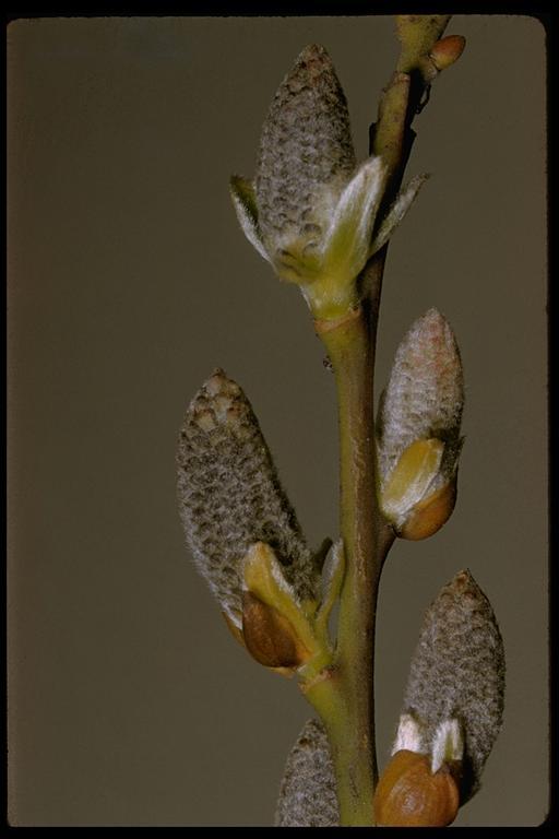 Salix lasiolepis Benth. resmi