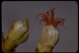 Слика од Corylus cornuta subsp. californica (A. DC.) A. E. Murray