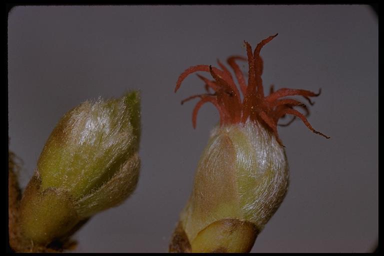 Image of Western Beaked Hazel