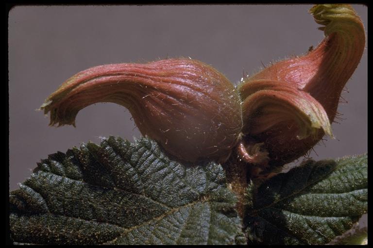 Image of Western Beaked Hazel