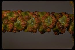 Image of California alder