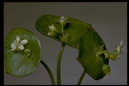 Image of Indian lettuce