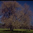 Image of Box Elder