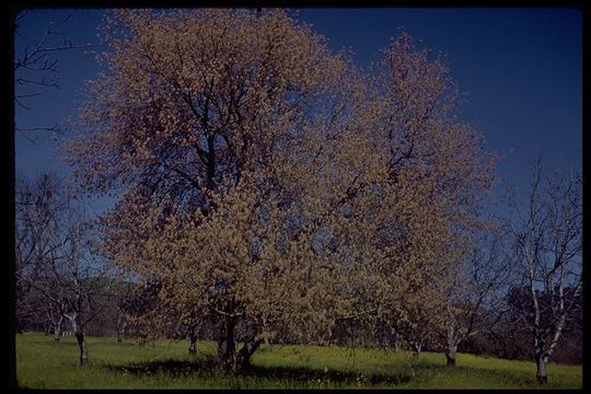 Image of Box Elder