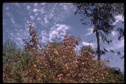 Image of Pacific poison oak