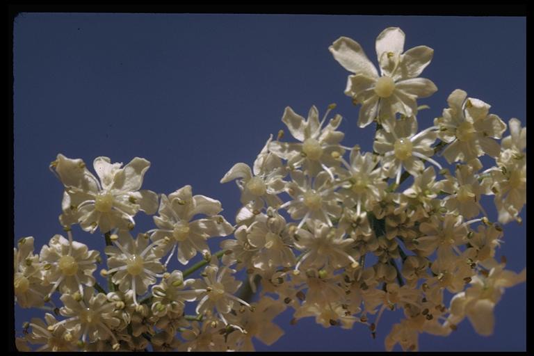 Image of American Cow-Parsnip