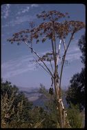 Image of American Cow-Parsnip