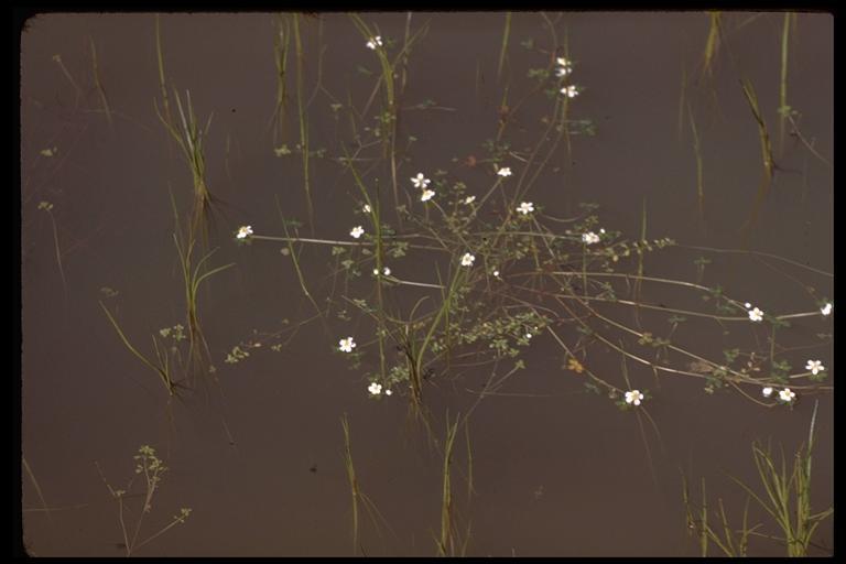 Image of Lobb's Water-Crowfoot