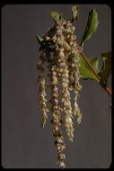 Image de Garrya elliptica Douglas ex Lindl.