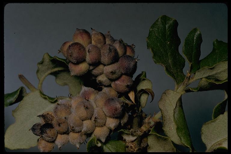 Image de Garrya elliptica Douglas ex Lindl.