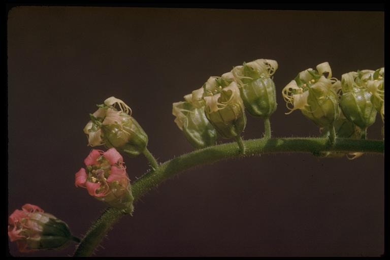 Image of Fragrant Fringecup