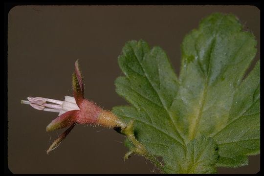 Image of hillside gooseberry