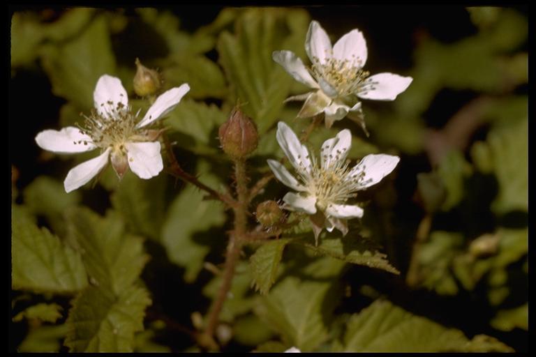 Image de Rubus ursinus Cham. & Schltdl.