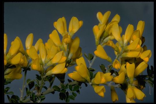 Image of French broom