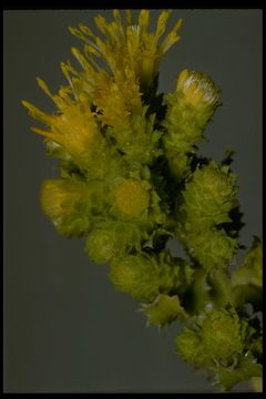 Image of sawtooth goldenbush