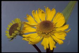 Image of Bigelow's sneezeweed