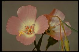 Image of speckled clarkia