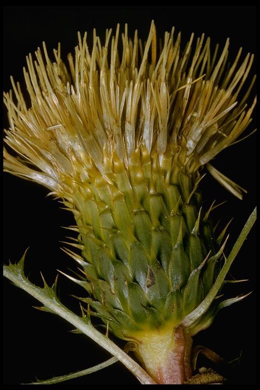 Imagem de Cirsium quercetorum (A. Gray) Jepson