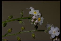 Image of wood forget-me-not