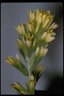 Слика од Castilleja latifolia Hook. & Arn.