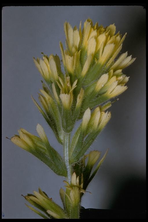 Слика од Castilleja latifolia Hook. & Arn.