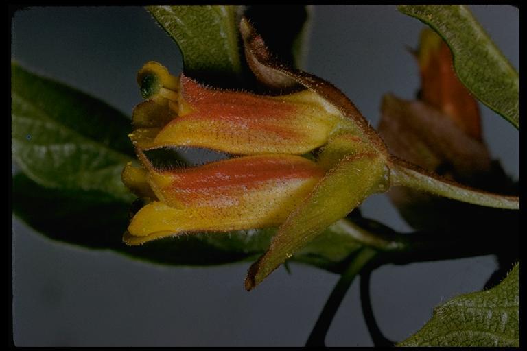 Image de Lonicera involucrata var. ledebourii (Eschsch.) Jeps.