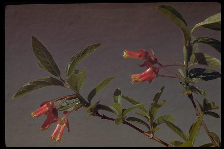 Image of twinberry honeysuckle