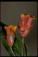 Image de Lonicera involucrata var. ledebourii (Eschsch.) Jeps.