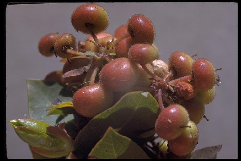 Image of Alameda manzanita