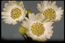 Image of hayfield tarweed